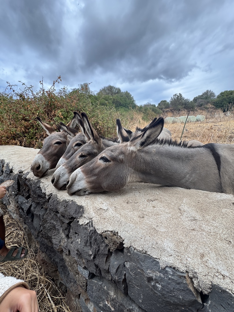 Agricamping S’Ozzastru - Galeriebild 12