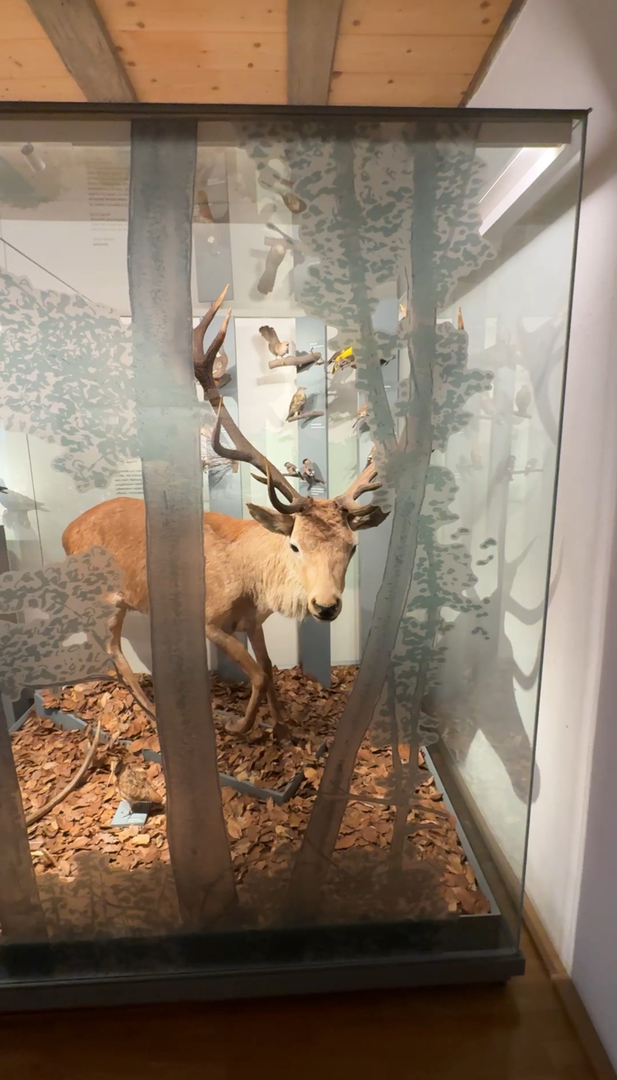 Naturkundemuseum Reutlingen - Galeriebild 3