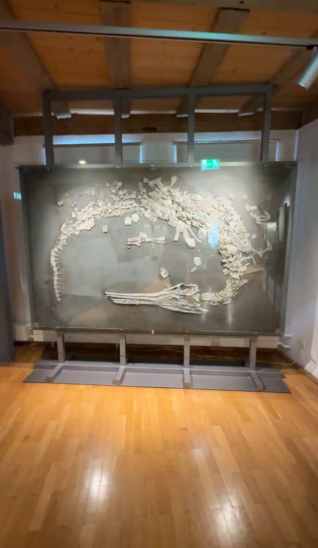 Naturkundemuseum Reutlingen - Galeriebild 5