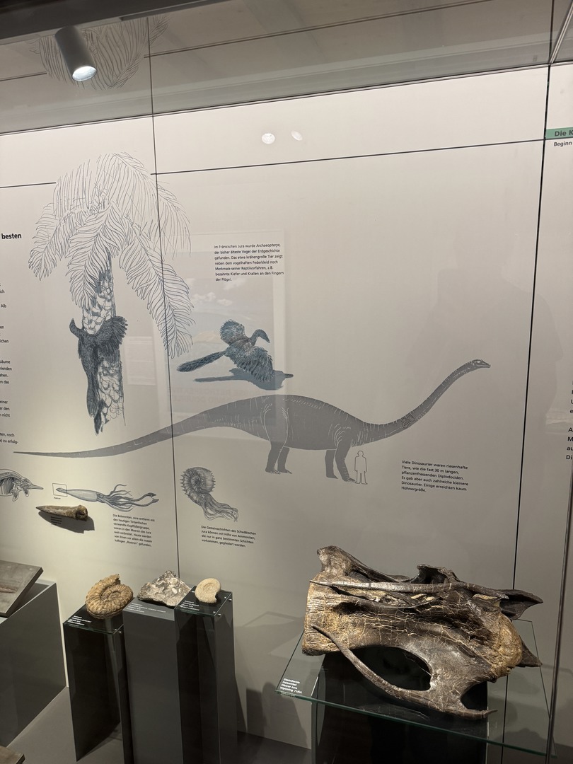 Naturkundemuseum Reutlingen - Galeriebild 7