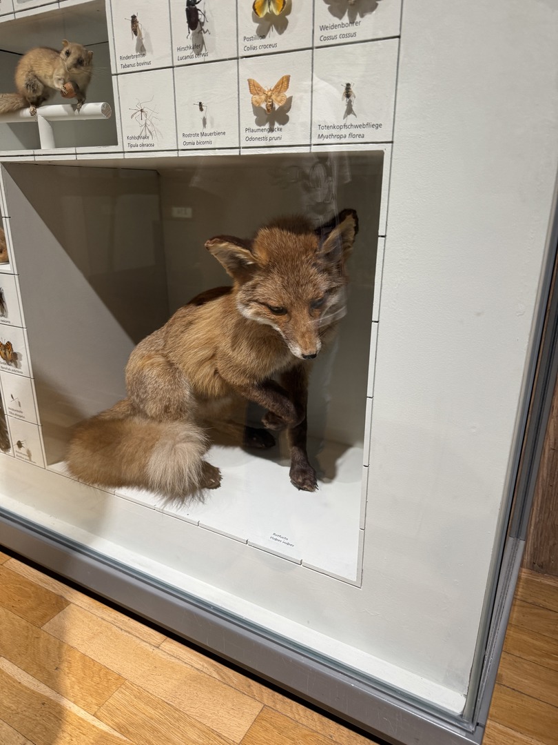 Naturkundemuseum Reutlingen - Galeriebild 9